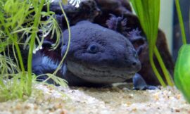 Axolotl: Unconventional Creatures Disappearing Mysteriously