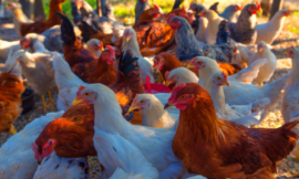 6 Ways To Make Backyard Poultry Farming Easy