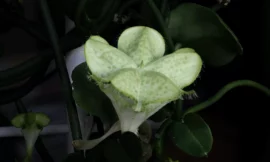 How do you care for string of hearts?